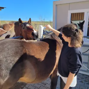 Ruth Wermes behandelt ein Pferd mit dem Dragomed – Pferdehof in Mammendorf
